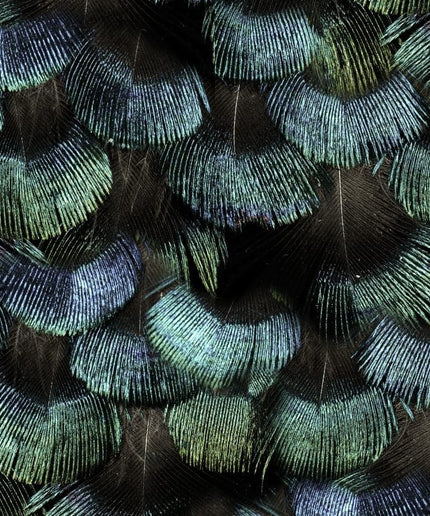 Flizelininiai tapetai, Petite Peacock Plumage, Opal - R18553