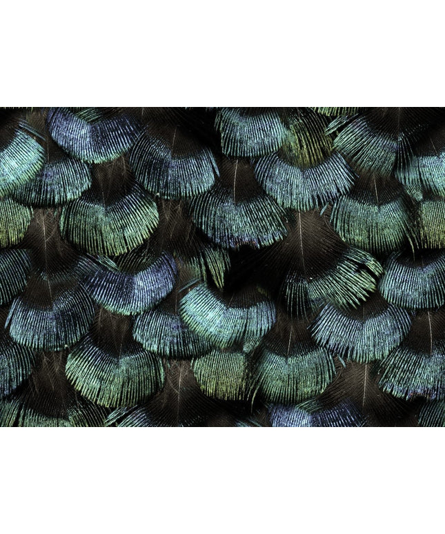 Flizelininiai tapetai, Petite Peacock Plumage, Opal - R18553