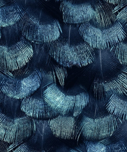 Flizelininiai tapetai, Petite Peacock Plumage, Teal - R18553