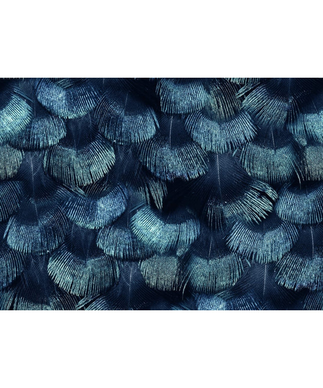 Flizelininiai tapetai, Petite Peacock Plumage, Teal - R18553