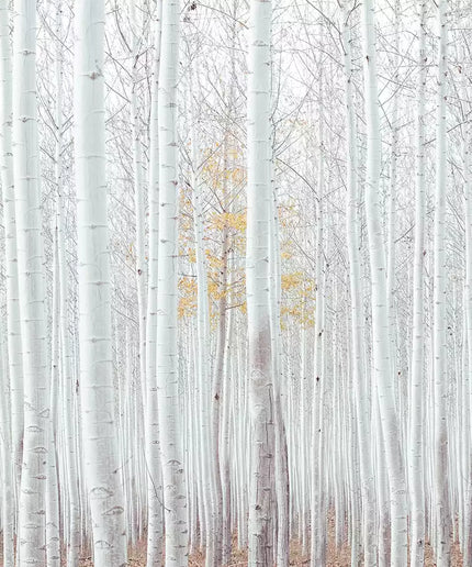 Fototapetai - 12593VEKW