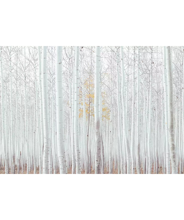 Fototapetai - 12593VEKW