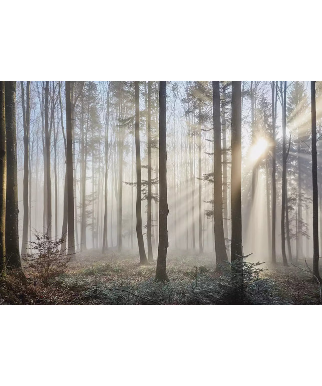 Fototapetai - 13136VEKW