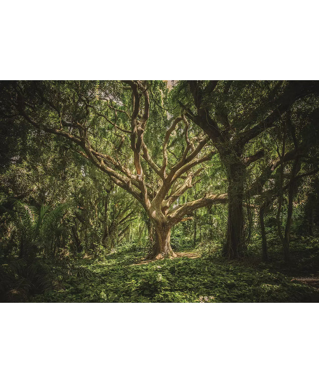 Fototapetai - 13181VEKW