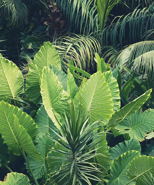 Fototapetas, gamta, lapai - 14523