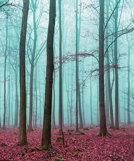 Fototapetai - 2657VEKW