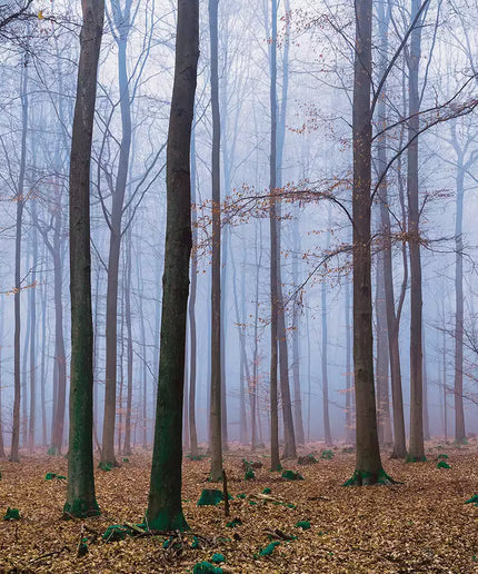 Fototapetai - 2658VEKW