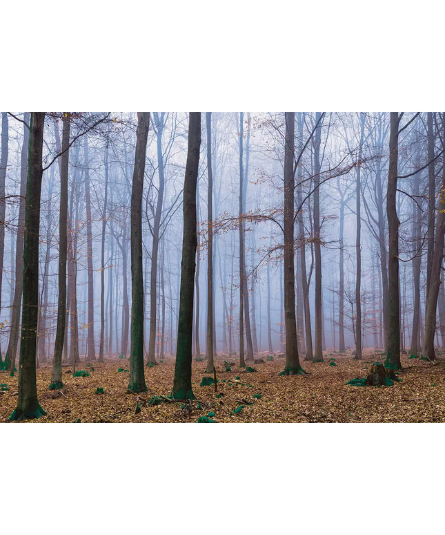 Fototapetai - 2658VEKW