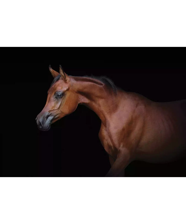 Fototapetai arkliai - 13601VEKW
